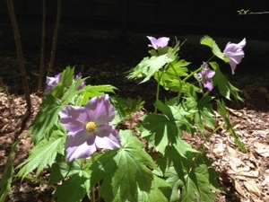 image23.jpeg